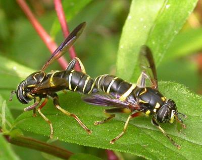 Spilomyia sayi -- Wasp mimic -- mating