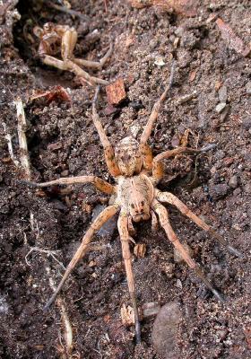 Large spider  with exuviae  --  (Dolomedes  species)