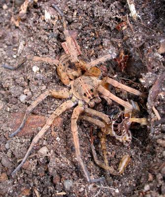 Large spider with exuviae  --  (Dolomedes species)