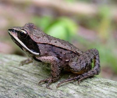 Wood frog -- 2