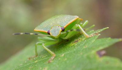 green-stinkbug-5.jpg