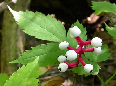 White Baneberry -- Actaea pachypoda -- berries