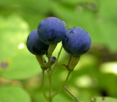 Blue Cohosh -- Caulophyllum thalictroides -- berries