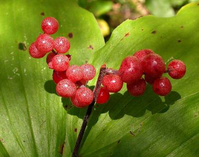 False Solomons Seal -- <i>Maianthemum racemosum</i> -- berries