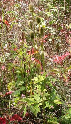 Thimbleweed -- Anemone virginiana or cylindrica