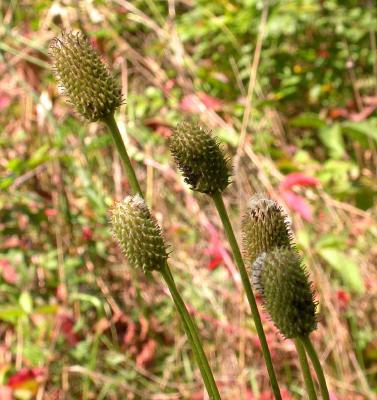 Thimbleweed -- Anemone virginiana or cylindrica -- fruit