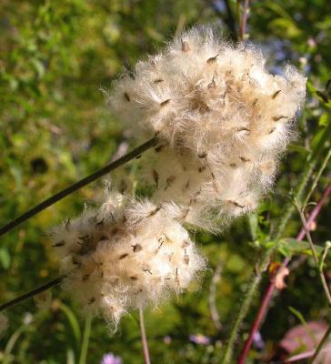 Thimbleweed -- Anemone virginiana or cylindrica -- seeds