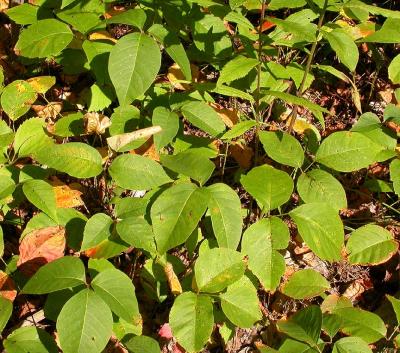 Poison Ivy -- Toxicodendron radicans