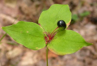 Indian Cucmber Root -- Medeola virginiana -- berries