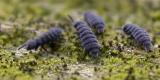 collembola__springtails