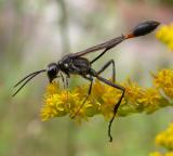 Sphecidae:  Ammophila spp. (?) -- Thread-waisted wasp