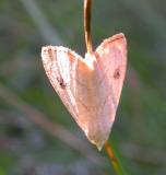 Rivula propinqualis - 8404 --Spotted Grass Moth