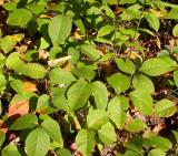 Poison Ivy -- <i>Toxicodendron radicans</i>