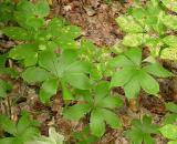 Indian Cucmber Root -- <i>Medeola virginiana</i>