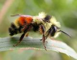 Red-tailed Bee -- Bombus sylvicola (?)