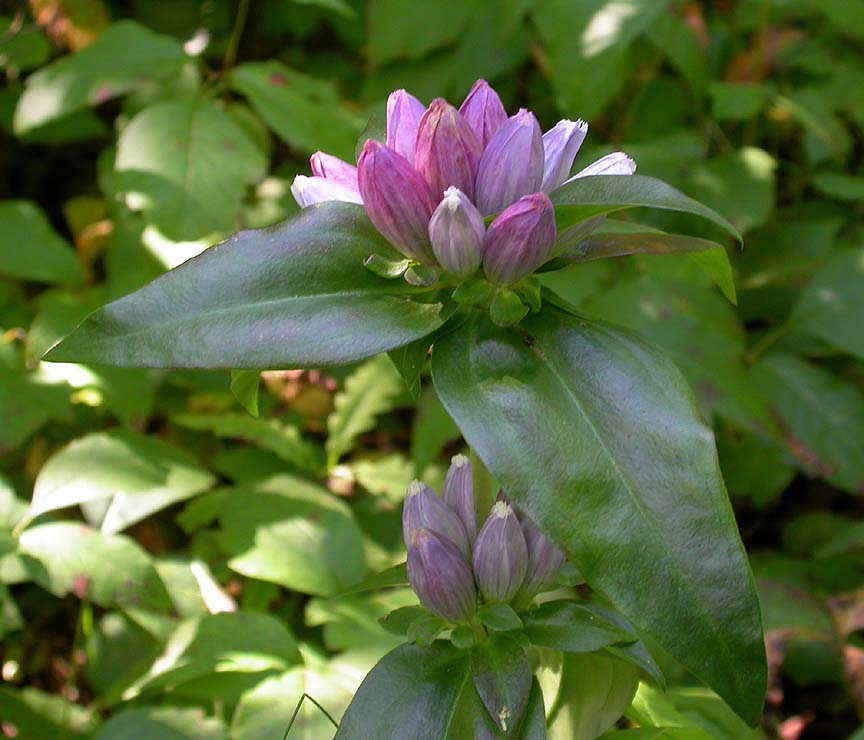 Bottle gentian