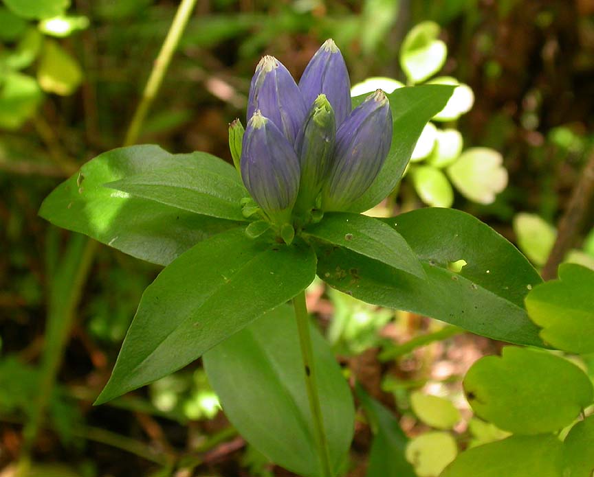 Bottle gentian -- blue