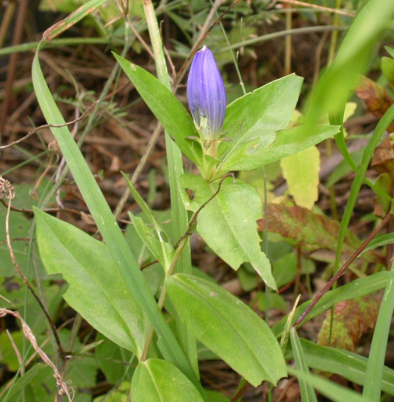 Bottle gentian -- blue -- from Joes Lake