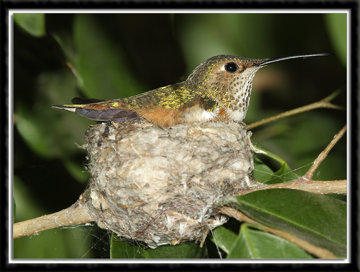 Hummingbird in Nest