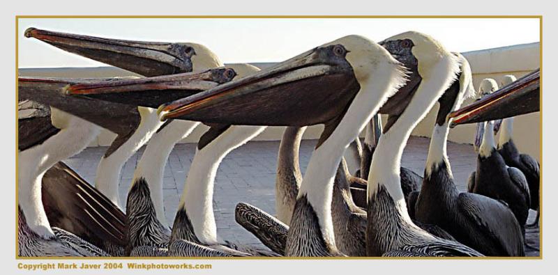 <b>Pelican Unemployment LIne</b><br>by Markjay