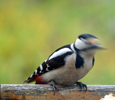 no, bird pictures are not easy.....*