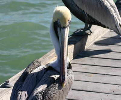 You lookin' at me? *