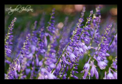 Purple Pattern  by Angela Johnson