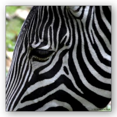 u41/cslr_challenge/medium/26864631.zebra.jpg