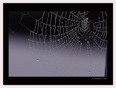 Wet Web*Roberta Fair