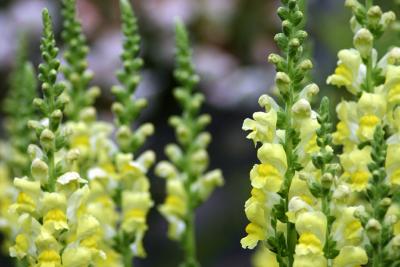 Early snapdragons*
