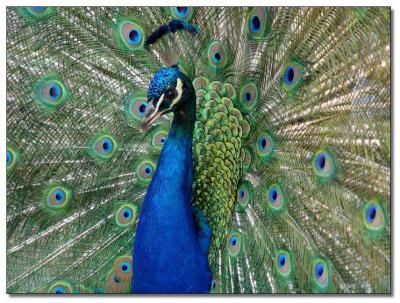 Peacock * by arra