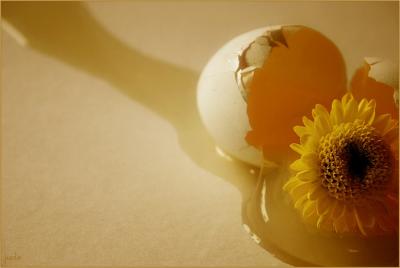Is This a Yolk? by jude mc