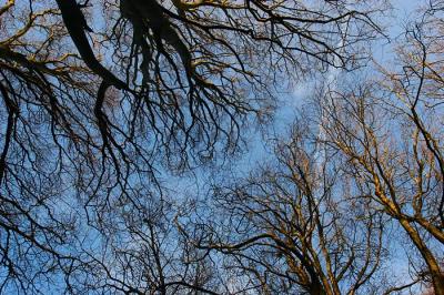 The Gap In Trees