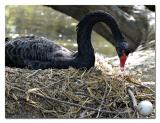 <b>YOU.....get back in here, right now!</b><br><i>by Vikas</i>