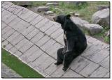 Hey, give me some honey! *