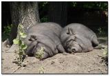 Sleeping Beauties *<br>Eighth Place (tie)