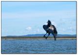 Can You ID this bird? ;) *<br>Seventh Place (tie)