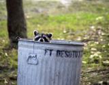Pardon me, do you have any Grey Poupon?<br>Ninth Place (tie)