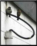 Burlesque Birds