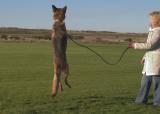 Is it a meercat...? * by Santro
