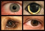 <strong>Hey!  Four eyes!</strong>