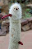 Naked Cactus*<br><i>by alekas</i>