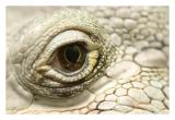 <b>White Eye</b></br><i> by XichLo</i>