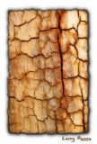 <b>BARK</b></br><i> by Larry</i>