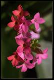 <B>Petal Patterns</B><BR>*<FONT size=2>Ann Chaikin</FONT>