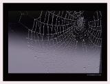 <B>Wet Web</B><BR>*<FONT size=2>Roberta Fair</FONT>