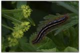 <b>Natures Patterns</b><br><i>by Wismie*</i>