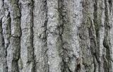bark.jpg