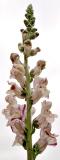 <b>Snapdragon Volunteer</b> *<br>by Victor Engel