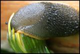 Slug boy *